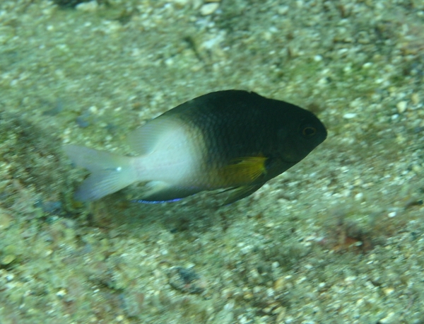 Damselfish - Bicolor Damselfish