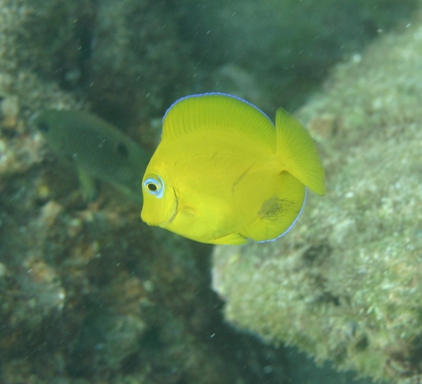 Surgeonfish - Blue Tang