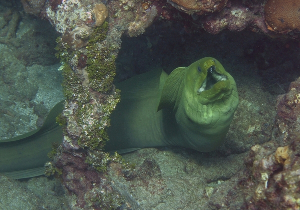 Moray - Green Moray