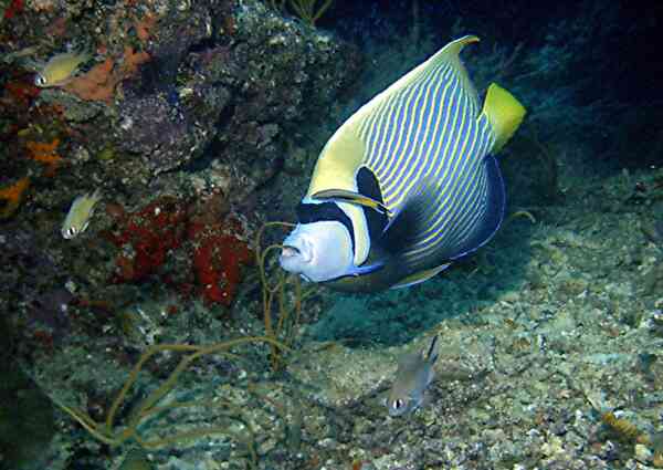 Angelfish - Emperor Angelfish