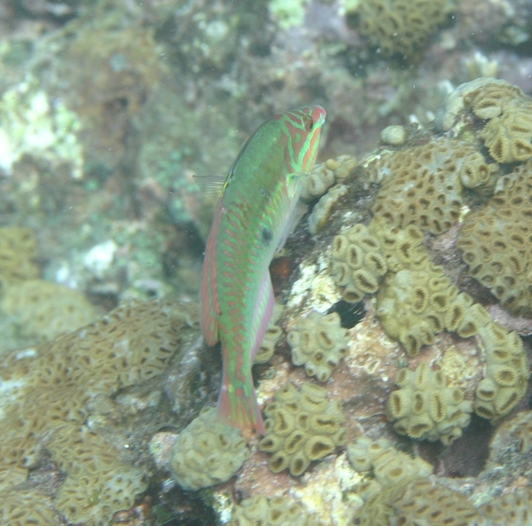 Wrasse - Clown Wrasse