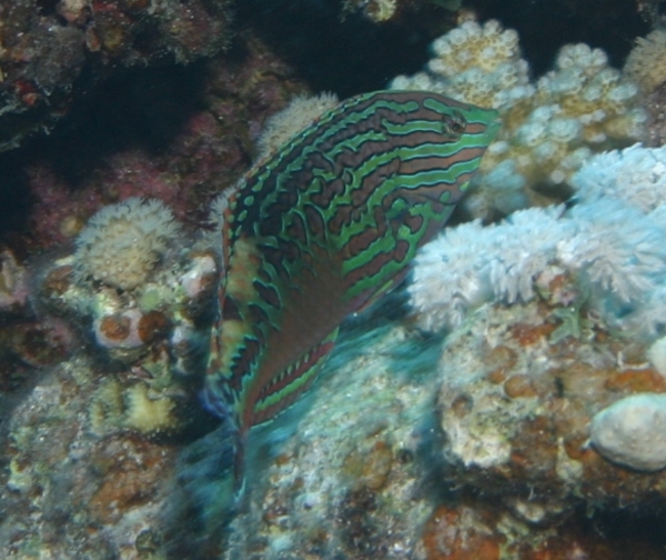 Vermiculate Wrasse - Macropharyngodon bipartitus marisrubri