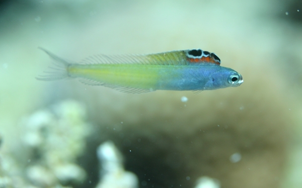 Blennies - Townsends's Fangblenny