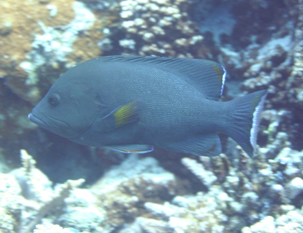 Groupers - Redmouth Grouper