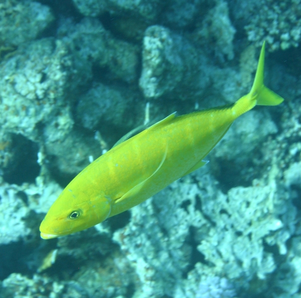 Jacks - Goldbody Trevally Jacks - Goldbody Trevally