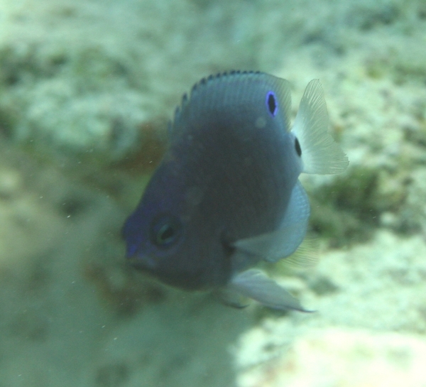 Damselfish - Threeline Damselfish