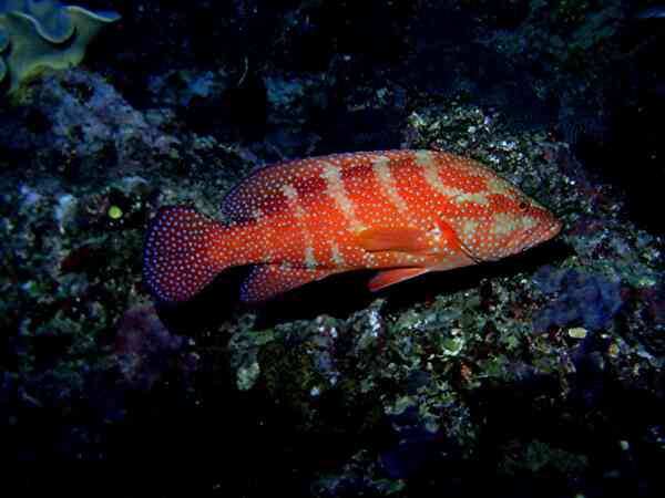 Sixspot Grouper