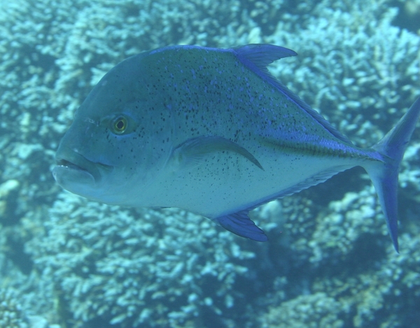 Jacks - Bluefin Trevally