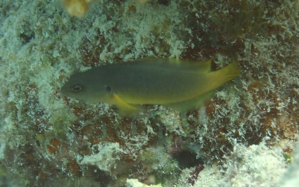 Dottybacks - Olive Dottyback