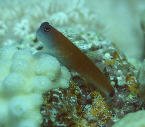 Blennies - Aron's blenny Blennies - Aron's blenny