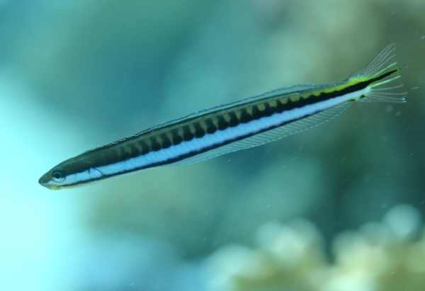 Blennies - Piano Fangblenny