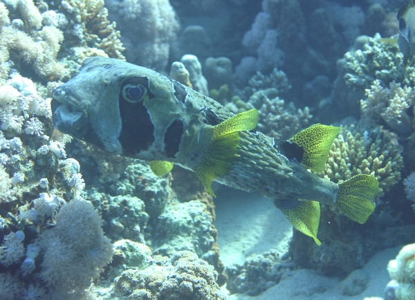 Porcupinefish - Black-blotched Porcupinefish