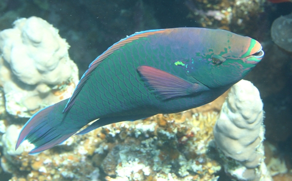 Parrotfish - Swarthy Parrotfish Parrotfish - Swarthy Parrotfish