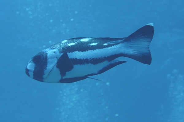 Snappers - Black Snapper