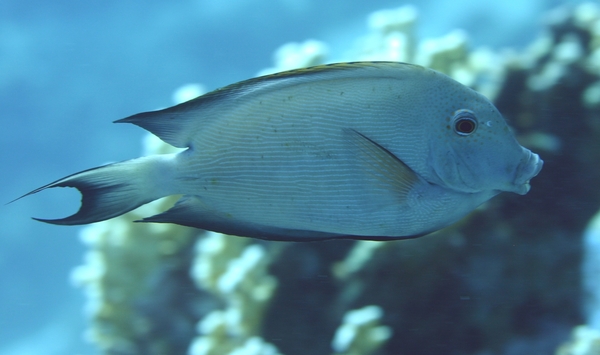 Surgeonfish - Striped Bristletooth