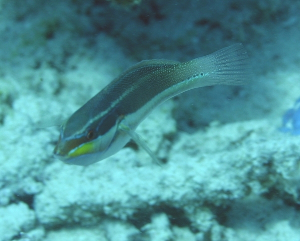 Wrasse - Blue-lined Wrasse