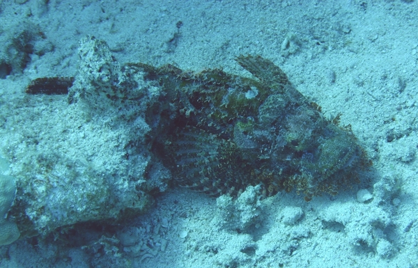 Scorpionfish - Tassled Scorpionfish