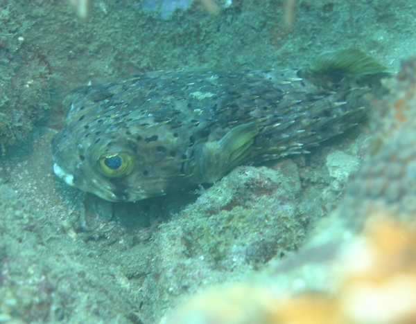 Porcupinefish - Balloonfish