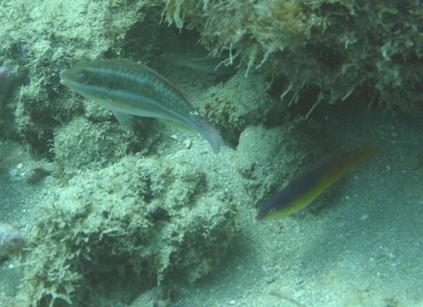 Parrotfish - Redband Parrotfish