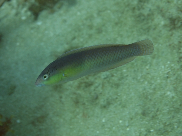 Wrasse - Yellowhead Wrasse