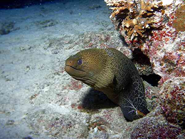 Moray - Giant Moray