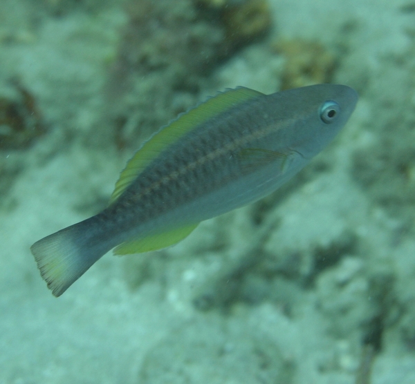 Parrotfish - Princess Parrotfish