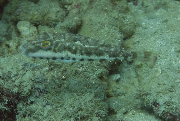 Pufferfish - Bandtail Puffer