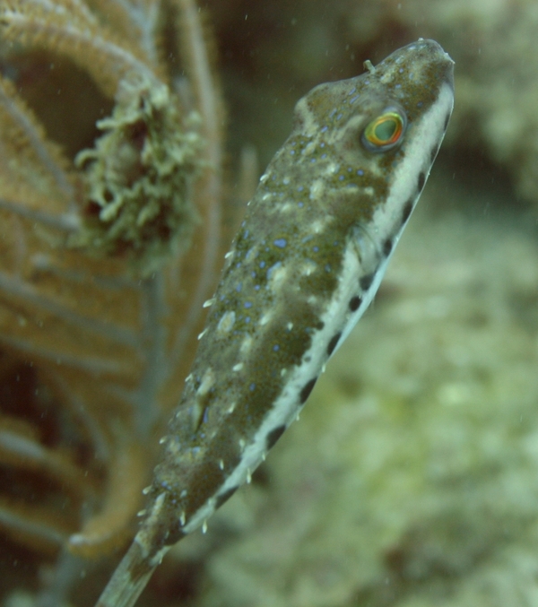 Pufferfish - Bandtail Puffer