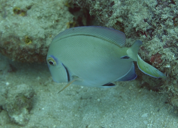 Surgeonfish - Ocean Surgeonfish