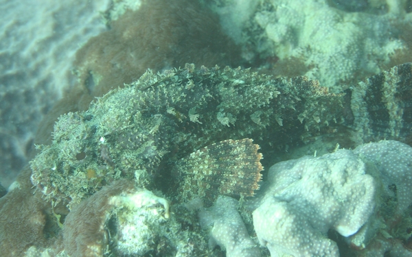 Scorpionfish - Spotted Scorpionfish