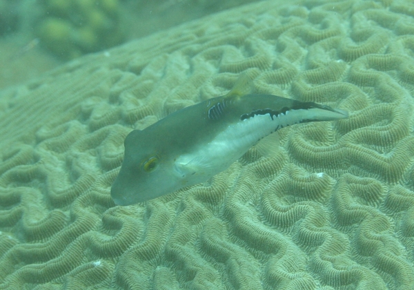 Pufferfish - Sharpnose Puffer