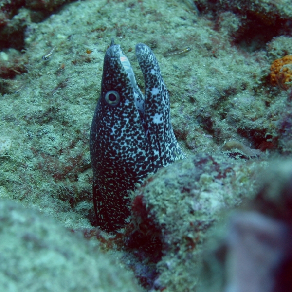 Moray - Spotted Moray