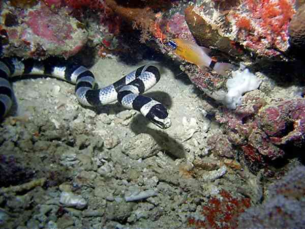 Cardinalfish - Ring-tailed Cardinalfish