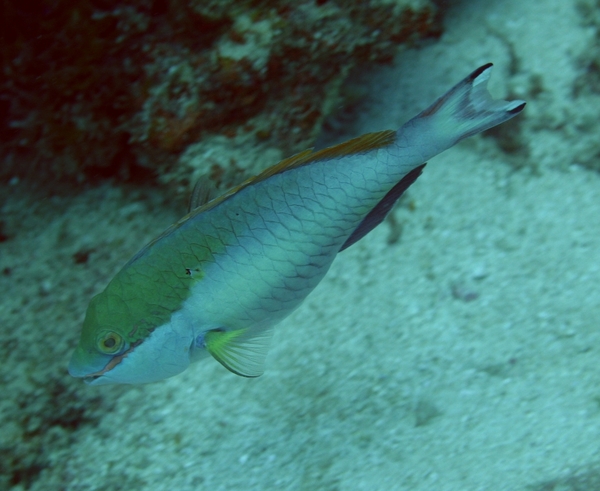 Parrotfish - Redband Parrotfish