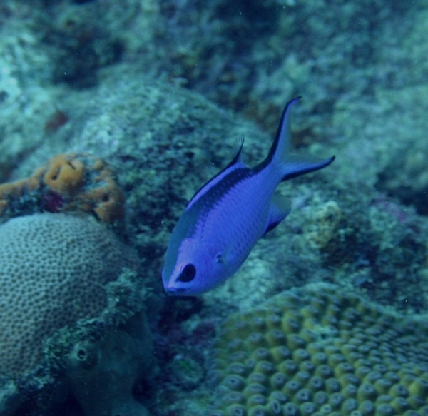 Damselfish - Blue Chromis