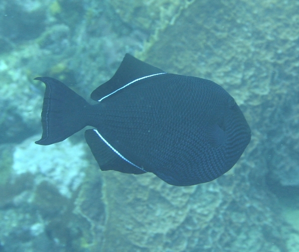 Triggerfish - Black Durgon