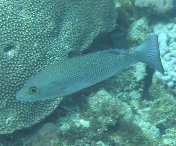 Snappers - Gray Snapper