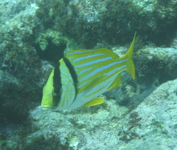 Porkfish - Porkfish