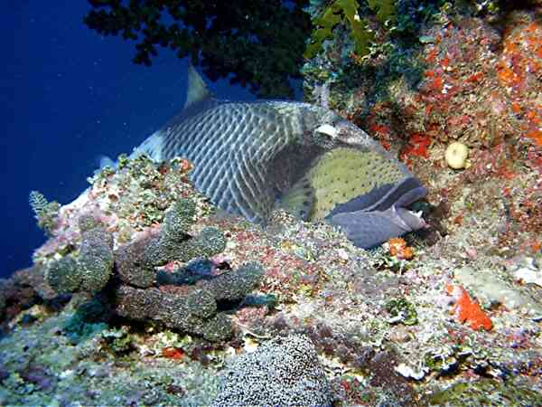 Triggerfish - Titan Triggerfish