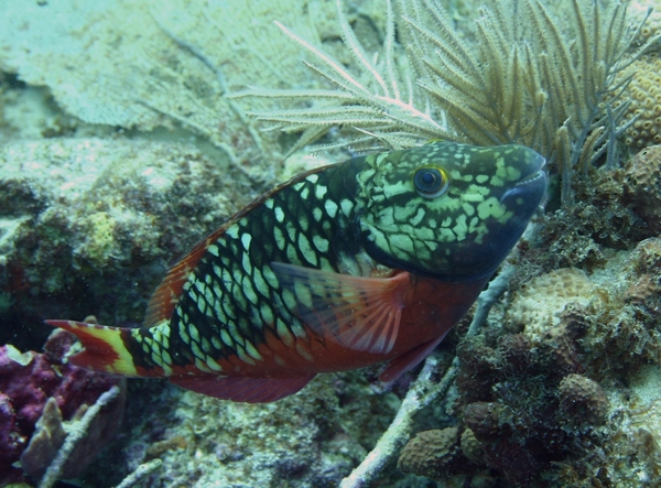 Parrotfish - Stoplight Parrotfish