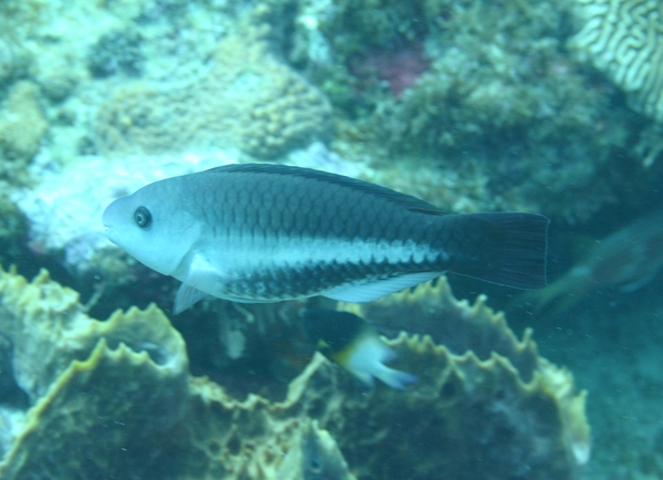 Parrotfish - Queen Parrotfish