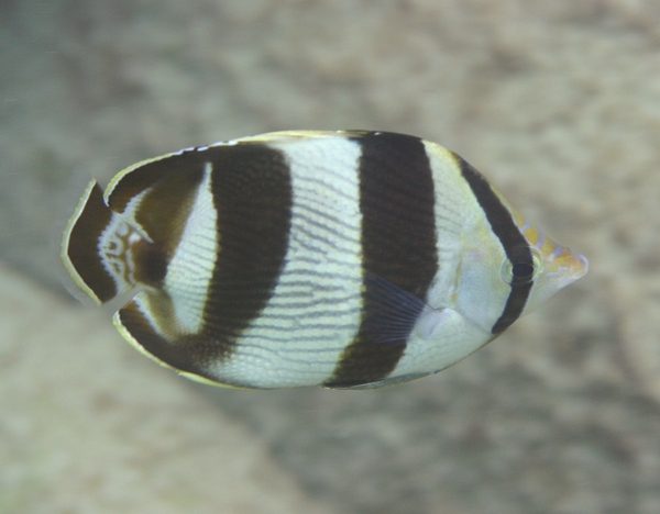 Butterflyfish - Banded Butterflyfish