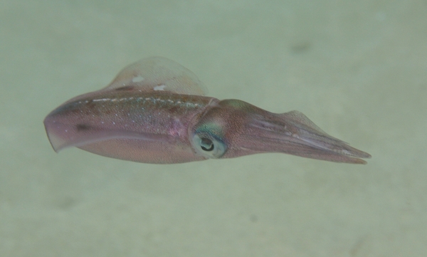 Squid - Caribbean Reef Squid