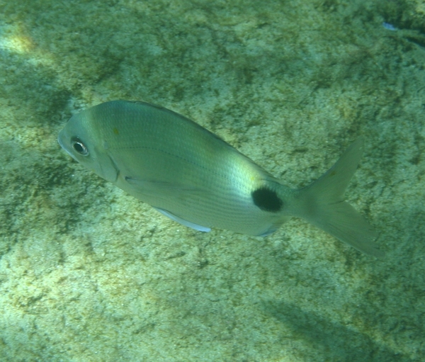 Porgies - Silver Porgy