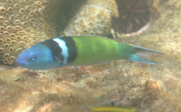 Wrasse - Bluehead Wrasse