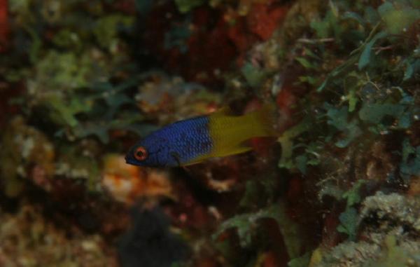 Hogfish - Spanish Hogfish