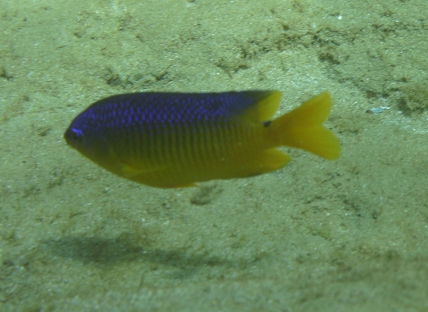 Damselfish - Cocoa damselfish