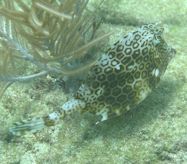 Trunkfish - Honeycomb Cowfish