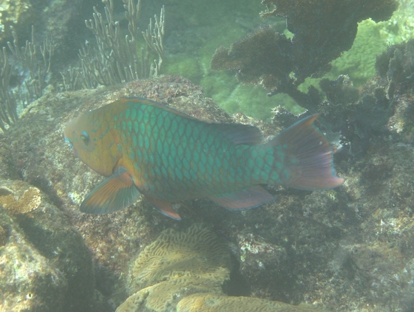 Parrotfish - Rainbow Parrotfish