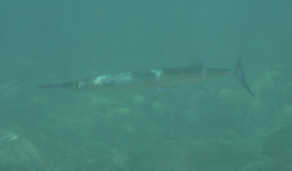 Needlefish - Flat Needlefish